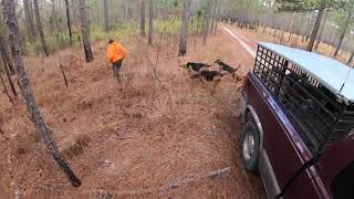 Deer Dog Man ! Sandhills GAMELAND NC Hound MAFIA Bring the NOISE! 75,000 acres