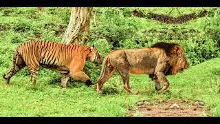 Tiger vs lion size comparison: Are tigers bigger than lions?