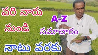 వరి నారు నుండి నాటు వరకు A to Z సమాచారం|paddy nursary to main field management|by karshaka nestham