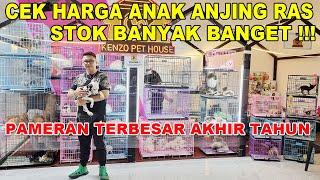 Stok Banyak !!! Cek Harga Anjing Ras Pameran Terbesar Akhir Tahun - Kenzo Pet House