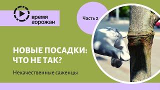 Новые посадки: что не так? Часть 2. Саженцы