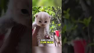 Exhausted mom cat collapses caring for her newborn PART 1 #animalshorts #shortsvideo
