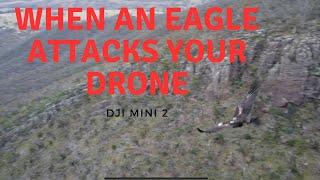 EAGLE ATTACKS DRONE - DJI MINI 2