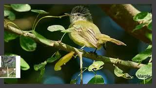 Tyrannidae, Flycatchers, Atrapamoscas, Bogota Birding - Taxonomia - Ecologia - Birds - Aves