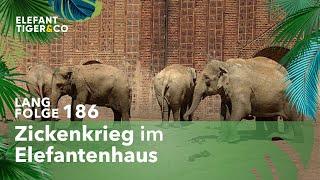 Heikle Zusammenführung der Elefantenherde (Langfolge 186) | Elefant, Tiger & Co. | ARD