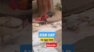 AYAM KAMPUS || 2023 || #viral #ayam #ayamjago #ayamkampung #shorts