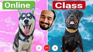 Roxy Cheeni Ki Online Classes || Dog Can Talk part 66 || Review reloaded || Rottweiler vs Husky