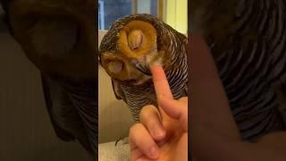 Jangan beri jari tengah ke Binatang! # #owl #funnyanimal #burunghantu #funny