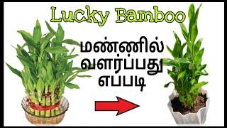 How to grow lucky bamboo in soil.மண்ணில் லக்கி பம்போ வளர்ப்பது எப்படி. Easy method grow lucky Bamboo