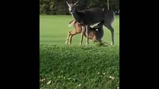 Deer sucks off another deer meme