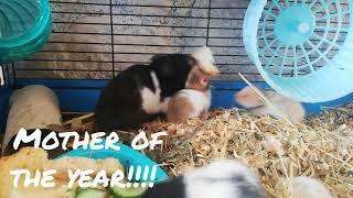 Mother hamster fights baby hamster for food. Mother of the year awards....  Funny animals