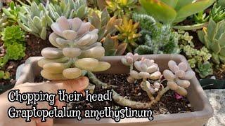 Head chopping my Graptopetalum Amethystinum AKA Lavender pebbles   #succulentlover #zone9