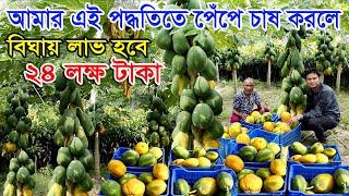 এক বিঘা জমিতে পাকা পেপে চাষ করে ২৪ লক্ষ টাকা আয় করা সম্ভব | আমার এই পদ্ধতিতে পেঁপে চাষ করতে হবে