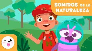 Los SONIDOS DE LA NATURALEZA para niños - Episodio 3