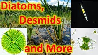 Diatoms, desmids, and more!