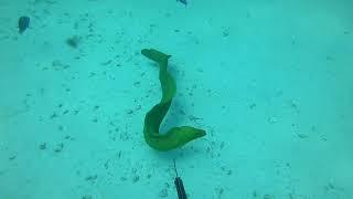 Moray Eel Attack in Miami!