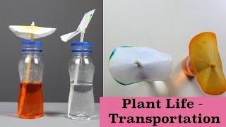 Plant Life - Transportation | ThinkTac | Science Experiment