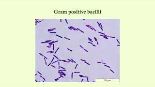 Gram Positive Overview - Microbiology Boot Camp