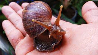 HUNTING SNAILS! Hunting Snail Snail, Tiger Snail and Crab [Snail Snail & Hermit crab]