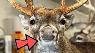 HOW I CUT the LIP LINE on a WHITETAIL DEER MANNEQUIN ***SUPER EASY*** WHITETAIL TAXIDERMY!