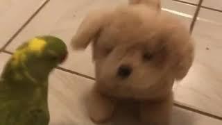 Cute talking parrot barking at toy dog..