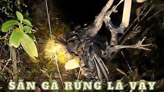 Ná Cao Su Săn đêm tìm gà rừng Slingshot night hunting