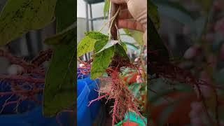 rooted a big amaranthus, dhantina soppu, thandu keerai from my grow bag