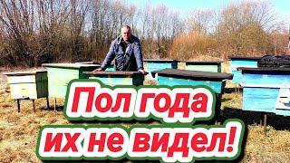 Почти пол года не был на пасеке ОТШЕЛЬНИКОВ! Зимовка пчёл без присмотра. Успешная зимовка.