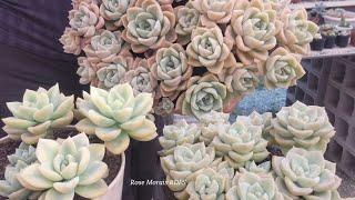 Graptoveria Fantome, Graptoveria mini Fantome e Graptoveria Fantome variegata,  tudo sobre elas.