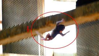 OMG!.. Newborn baby Fall Down From the.... l Mom Lazy to Care Her baby  l Lovely Monkey