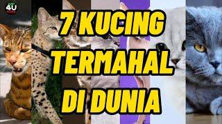 7 jenis kucing termahal di dunia | just 4u know