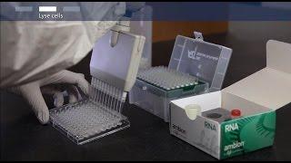 How to analyze gene expression from cultured cells
