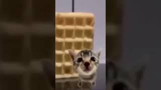 Wafle #meme #funny #cat