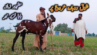 Beautiful Beetal Goat's Of Baba Nazeer Mahar || Beetal Goat Farming in Pakistan