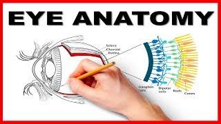 Eye Anatomy and Function - Made Easy