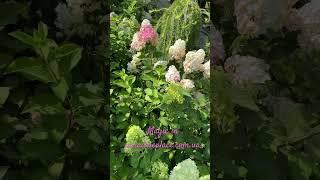 ‍️Чарівниця - ПРИРОДА🪄 а придбати її дари можна тут: https://paradiseplace.com.ua #hydrangea