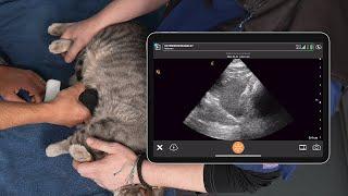 Feline 5 Point Abdominal POCUS