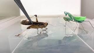 Praying Mantis eating a whole Locust ( TIMELAPSE )!