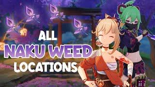 All 140 Naku Weed Locations | Yoimiya/Kuki Shinobu Ascension Materials | Efficient Farming Route