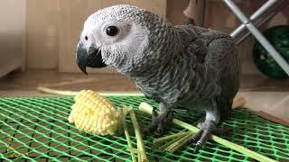 Bibi African Grey Parrot Plays