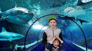 VLOG - DANS LE TUNNEL DES REQUINS À MARINELAND 