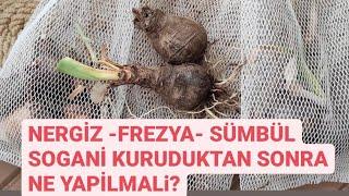 SÜMBÜL NERGİS FREZYA SOĞANI KURUDUKTAN SONRA NE YAPILMALI?