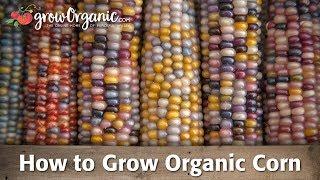 How to Grow Corn Organically