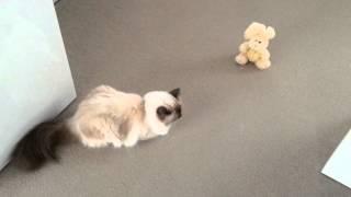 Disappering cat. Magic birman Cat.  Sophie