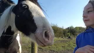 hanging with horses