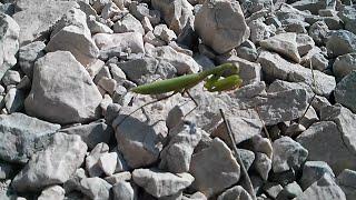Visual behavior of a praying mantis in the wild