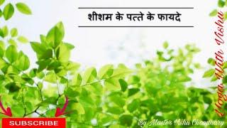 करें शीशम के पत्तों का सेवन मिलेगा अद्भुत लाभ | Master Vishu