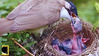 ANAK BURUNG HAMPIR MATI DI PAKSA MENELAN MAKANAN BERUKURAN BESAR   NATIONAL GEOGRAPHIC