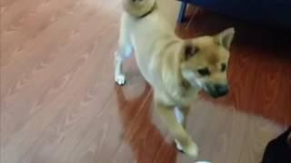 Shiba Inu Kirby Dance