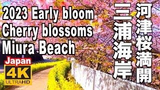 4K  三浦海岸桜まつり 2023 Miura Beach Cherry Blossom Festival(Early bloom) sakura 河津桜満開Kawazu